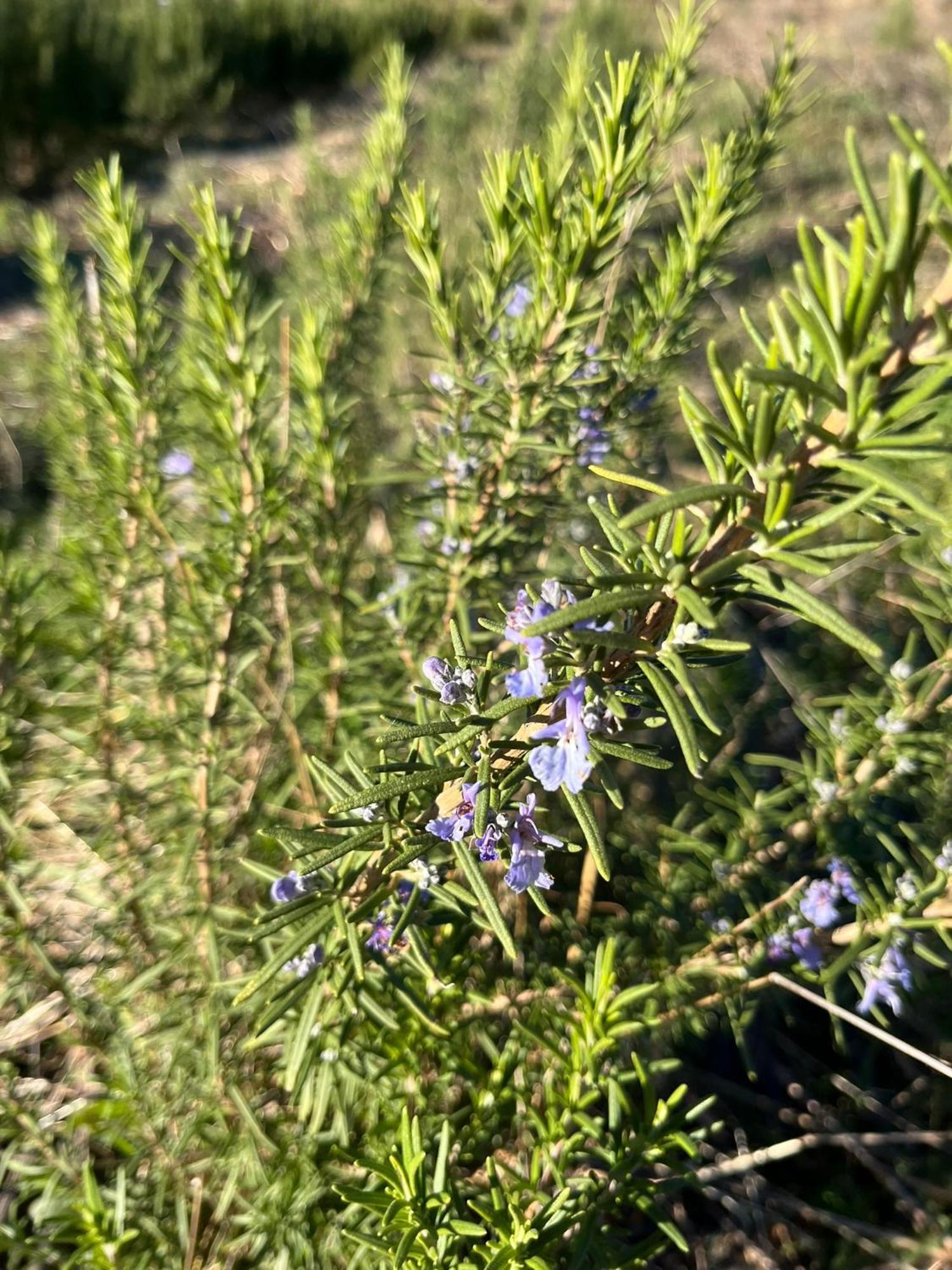 Bio Agriturismo Alba Etrusca Di Cortona - Organic Farmhouse- Appartamento Lavanda-Appartamento Rosmarino - Vasca Idromassaggio Esterna Poggioni Luaran gambar