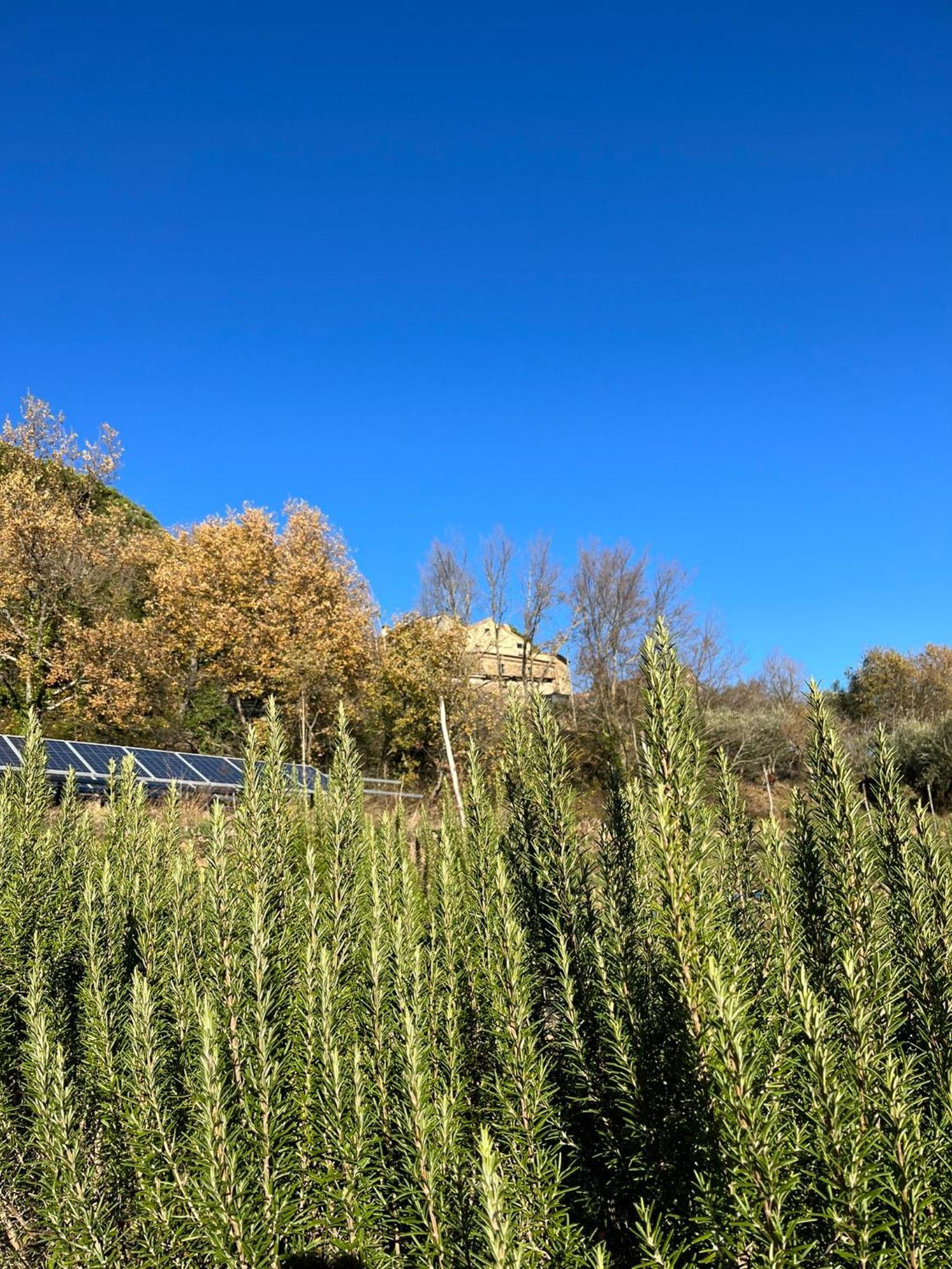 Bio Agriturismo Alba Etrusca Di Cortona - Organic Farmhouse- Appartamento Lavanda-Appartamento Rosmarino - Vasca Idromassaggio Esterna Poggioni Luaran gambar